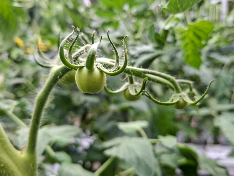 08 Tomaten 2026-05-12 08 Phantasia.png