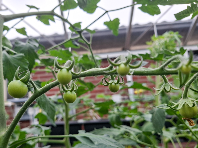 09 Tomaten 2026-05-12 05 Axiany.png