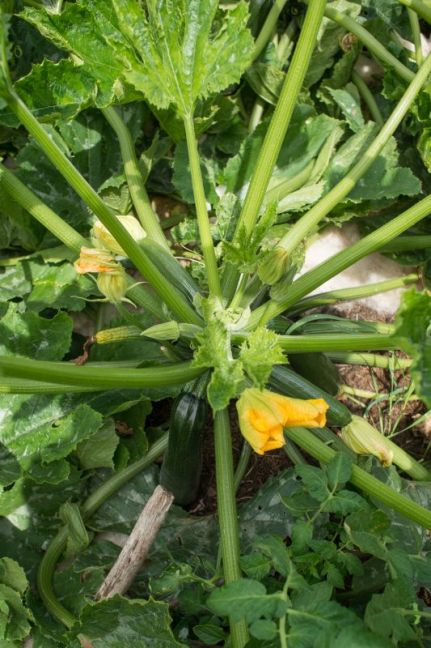 12_courgette.jpg