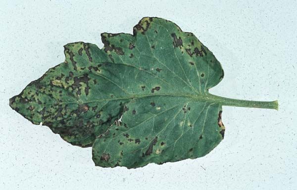 Bakterienfruchtflecken_Tomate_Blatt_Xanthomonas_vesicatoria.jpg