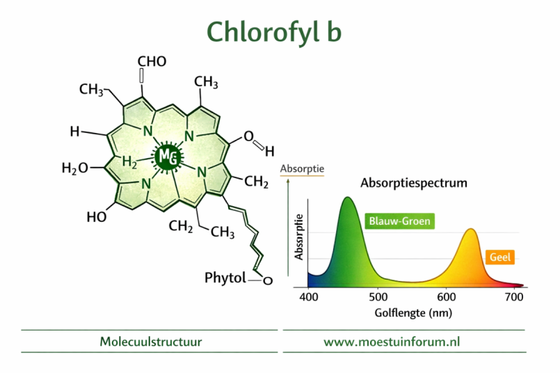 Chlorofyl_B.png