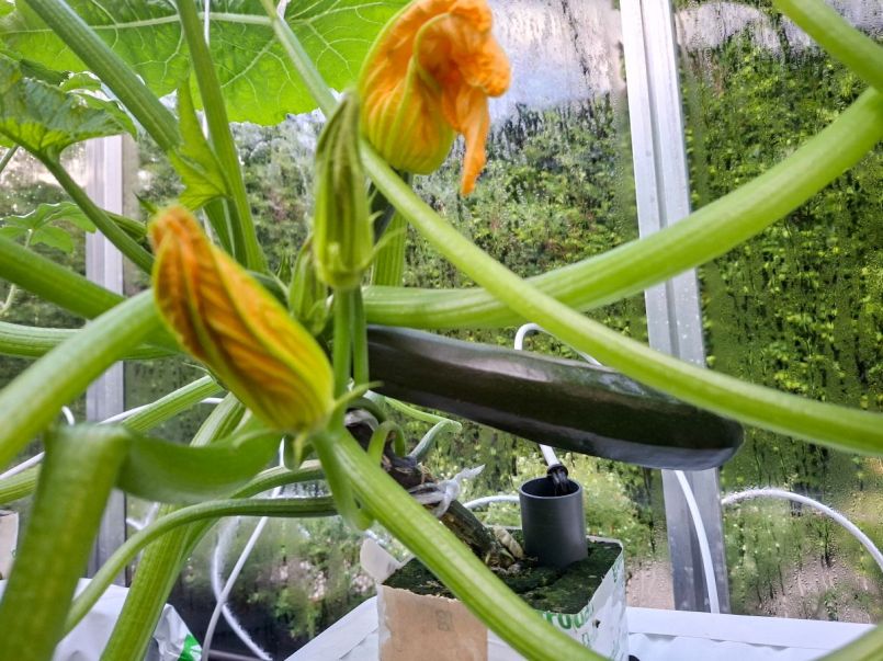 Courgette 2026-05-11 02 Dunja.jpg