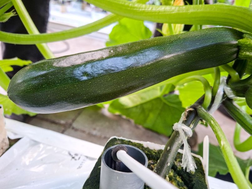 Courgette 2026-05-11 03 Dunja.jpg