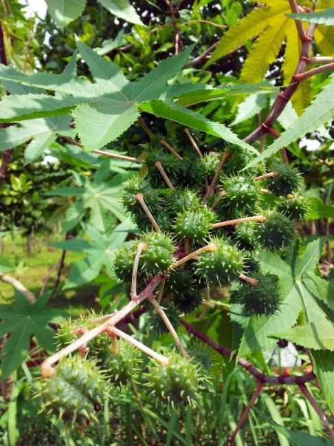 Datura_doornappel-ricinus.jpg