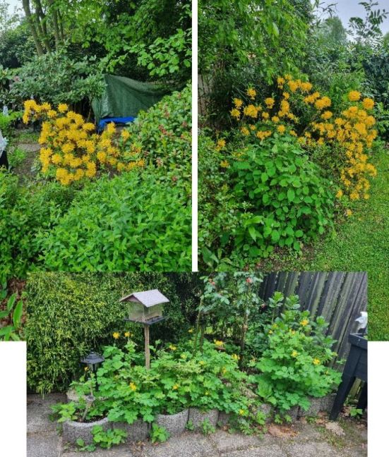 Foto 15 Na regen alles geel.jpg
