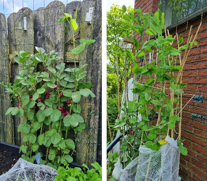 Foto 16 tuinboon en kapucijners.jpg