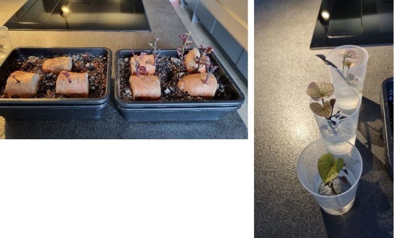 Foto 20 Zoete aardappel.jpg