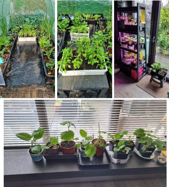 Foto 7 alle planten.jpg