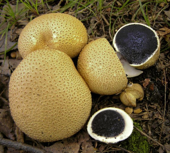 Gele_aardappelbovist_Scleroderma_citrinum_01.jpg