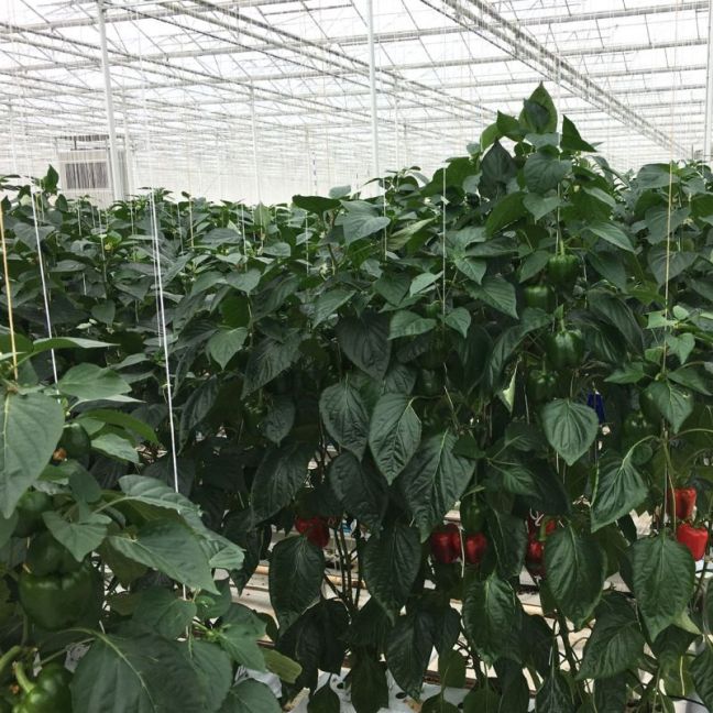 Health_pepper_plant.jpg