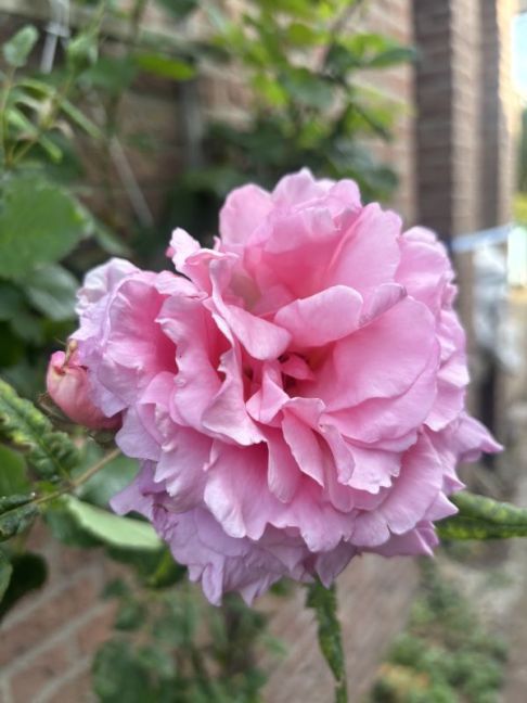 IMG_7574.jpeg