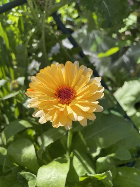 IMG_8006.jpeg
