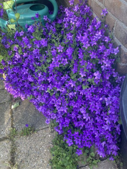 IMG_9798.jpeg
