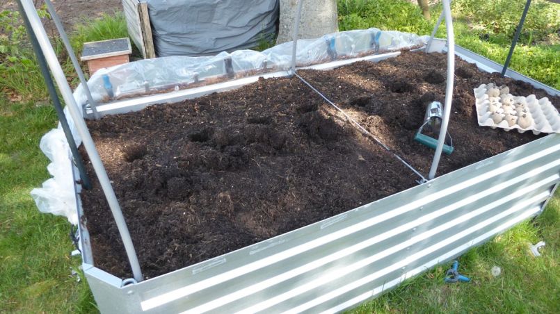 Aardappelen poten met de bollenplanter