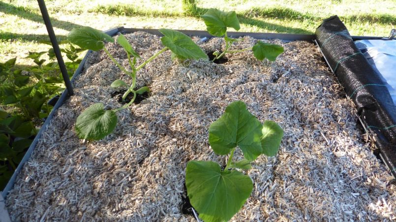 Mulch van hennepsnippers