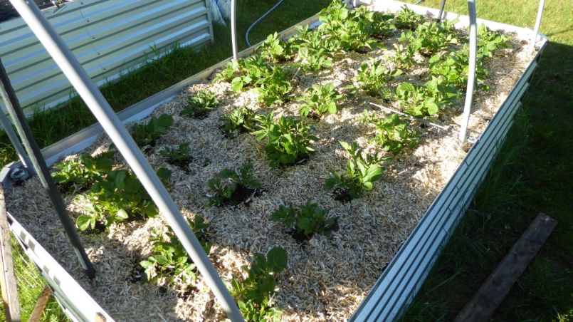 Mulch bij de aardappelen