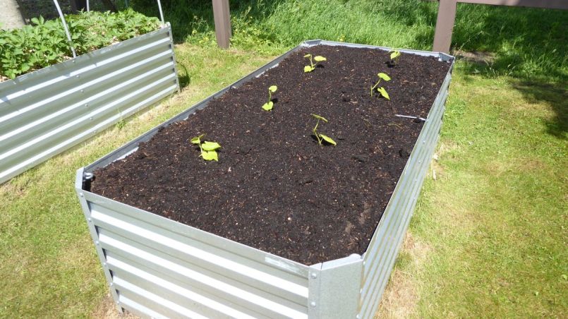 Zoete aardappelstekjes in de grond