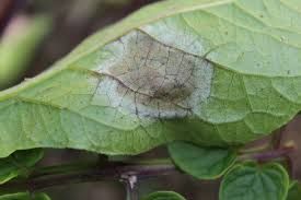 Phytophthora_infestans.jpeg