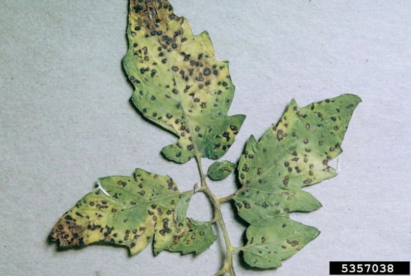 Septoria_lycopersici_op_tomaat.jpg