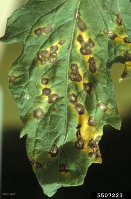 Septoria_op_tomaat.jpg