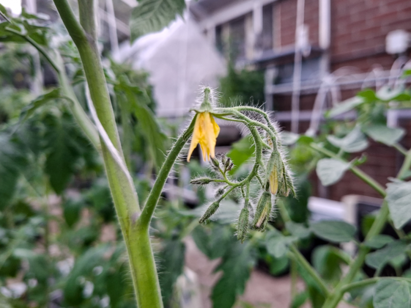 Tomaten 2026-04-27 08.png
