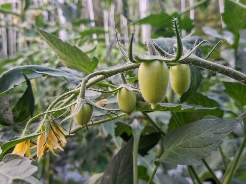 Tomaten 2026-05-11 07 Nagina.png