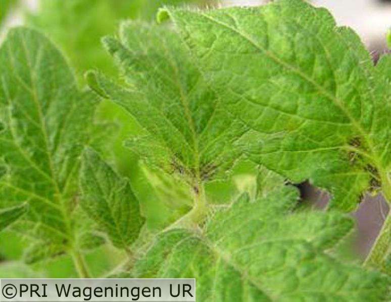 Tomatentorradovirus.jpg