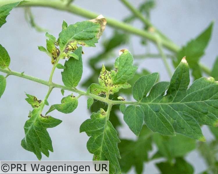Tomatentorradovirus_2.jpg
