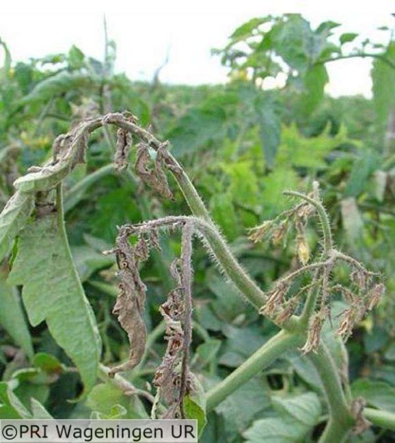 Tomatentorradovirus_3.jpg