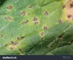 Xanthomonas_campestris.jpeg