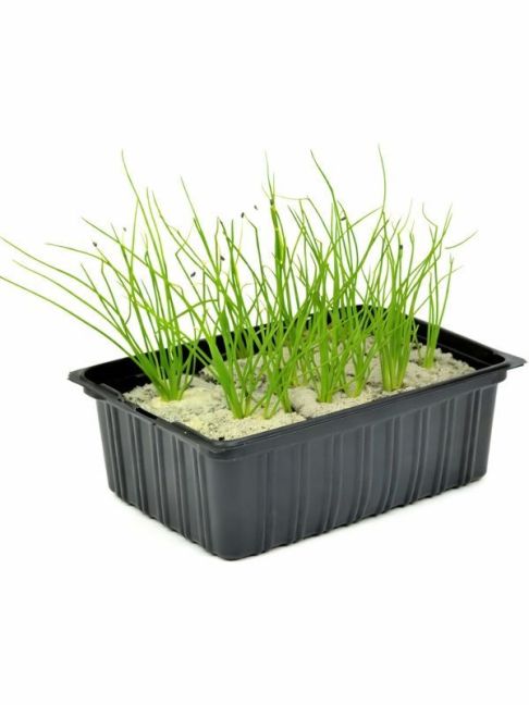 lente_ui_600x800_120kb_sharp.jpg