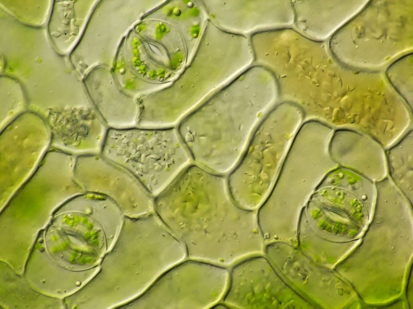 stomata01.jpg