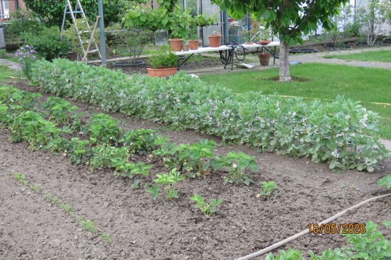 tuinboon2026_5.JPG