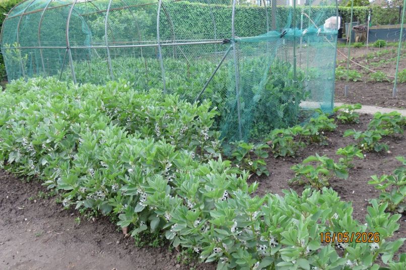 tuinboon2026_6.JPG