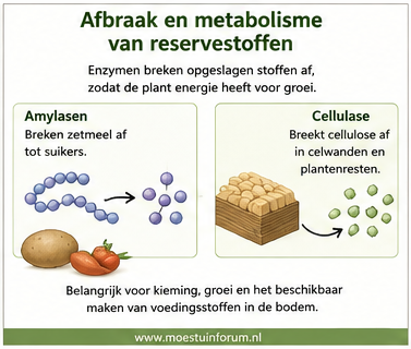Afbraak-en-metabolisme-van-reservestoffen.png