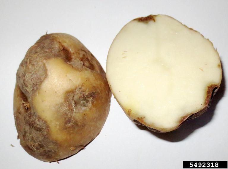 Alternaria_Aantasting_Knollen.jpg Alternaria_Aantasting_Knollen.jpg