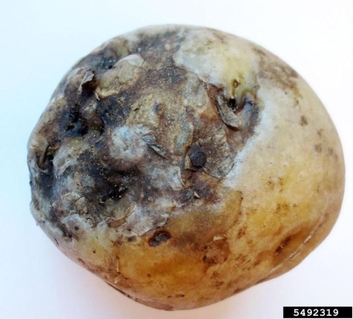 Alternaria_Aantasting_Knollen02.jpg