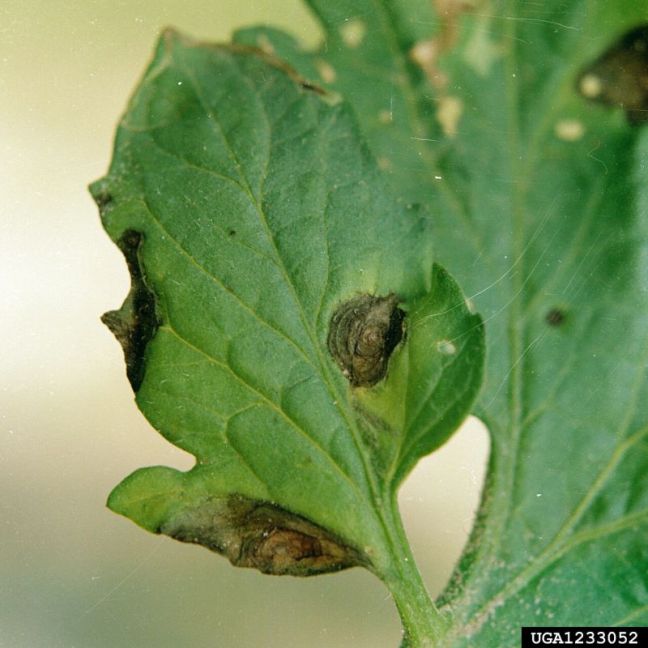 Alternaria_solani_Blad_Aantasting.jpg