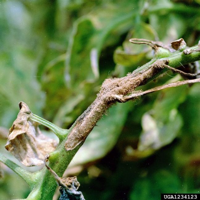 Alternaria_solani_stengels_aantasting.jpg