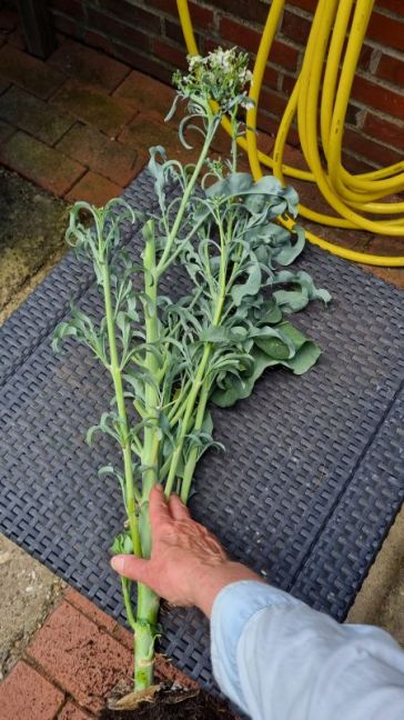 Broccoli Spiegarillo 1.jpg