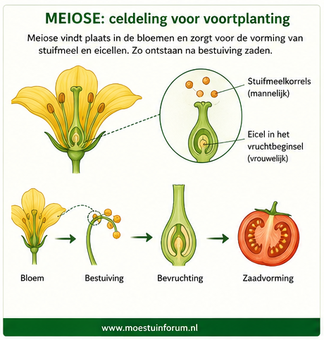 Celdeling_MEIOSE_celdeling_voor_voortplanting.png