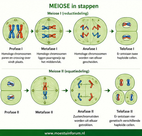 Celdeling_MEIOSE_in_stappen.png