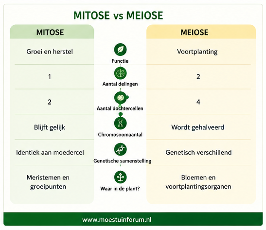 Celdeling_Mitose_vs_Meiose.png