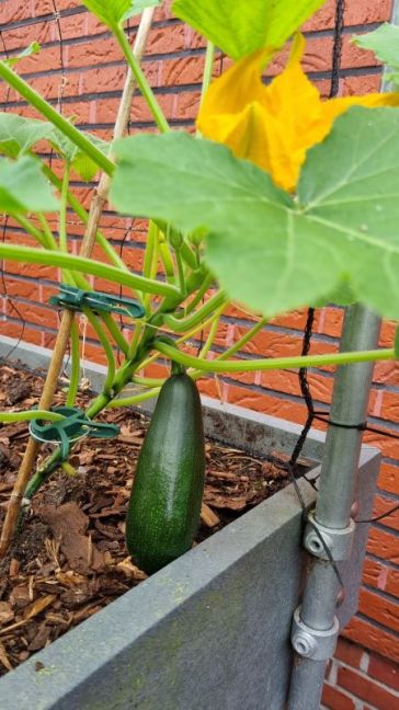 Courgette BF 1e.jpg