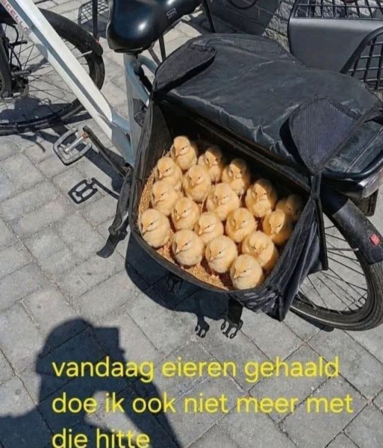 Eieren.jpg