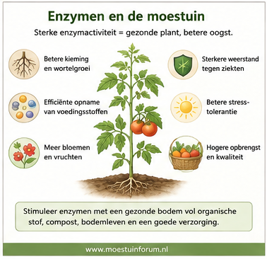 Enzymen_en_de_moestuin.png