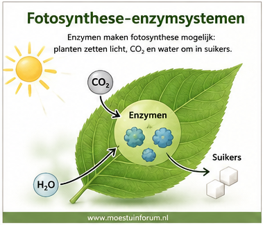 Fotosynthese-enzymsystemen.png