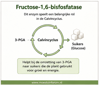 Fructose-1,6-bisfosfatase.png