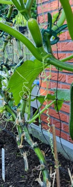 Gespleten courgette.jpg