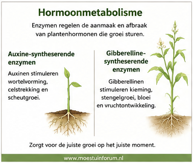 Hormoonmetabolisme.png